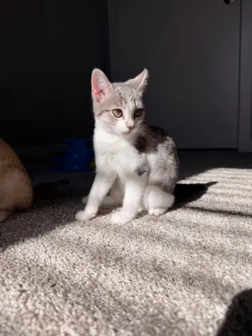 Mochi