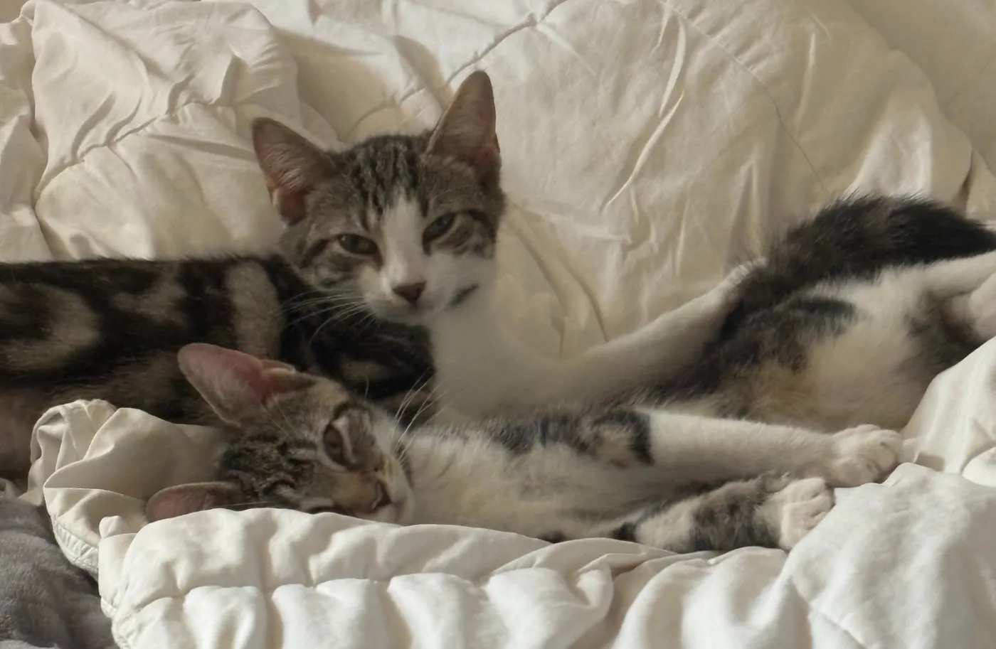 Millie & Goose - Photo 1