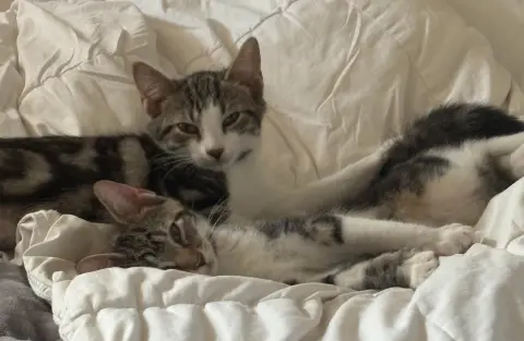 Millie & Goose