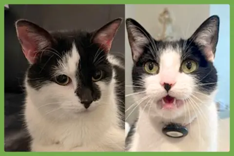 Oreo and Vanilla Bean