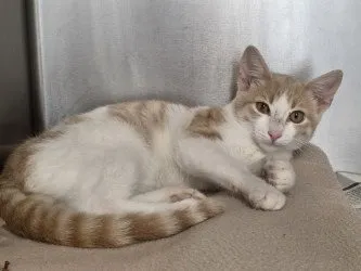 Mr. Nat - Photo 1