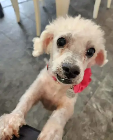 Kiki