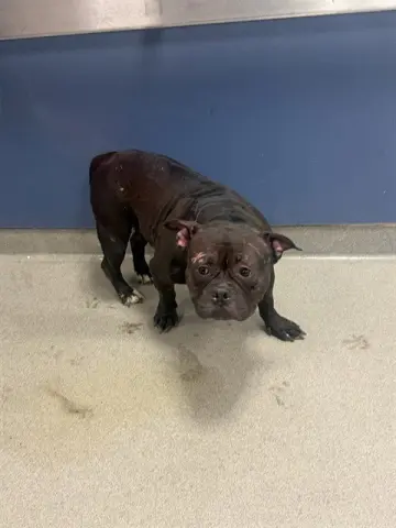 Kiki
