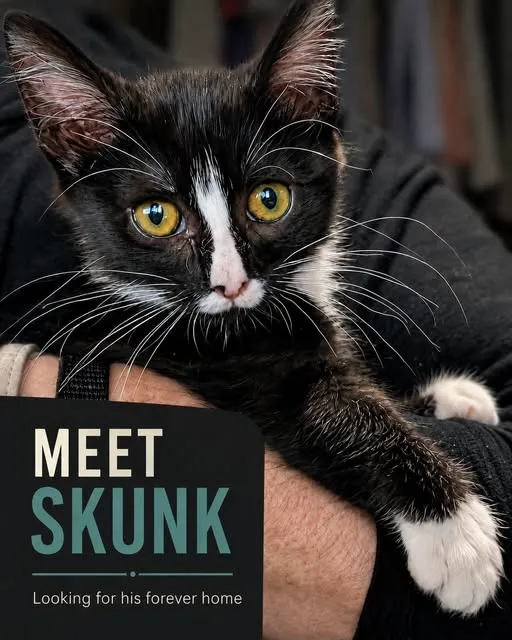 Skunk - Photo 1