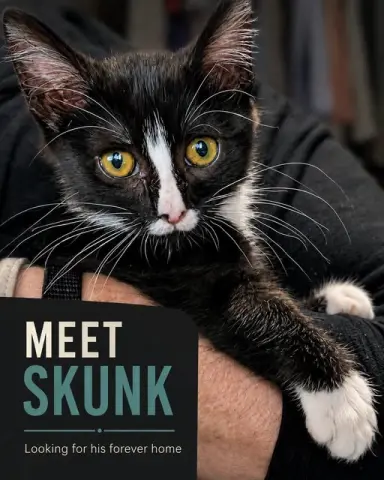 Skunk