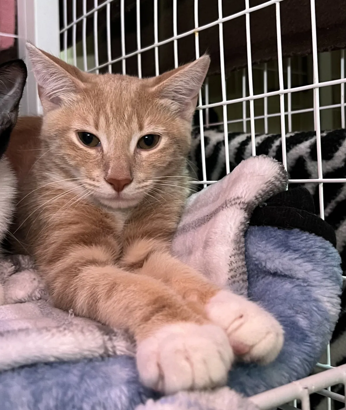 Tater - Photo 1