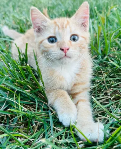 Charlie