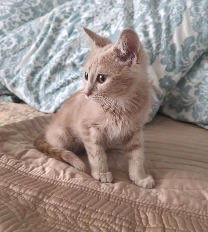 Peanut - Photo 1