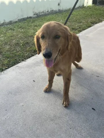 Goldy