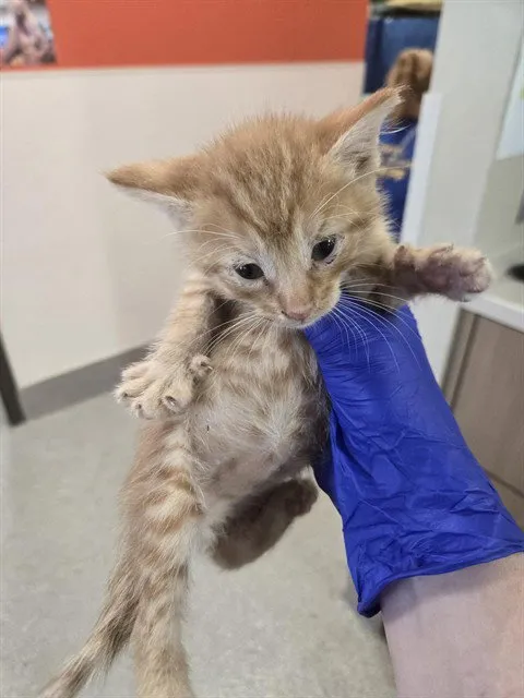 Camshaft - Photo 1