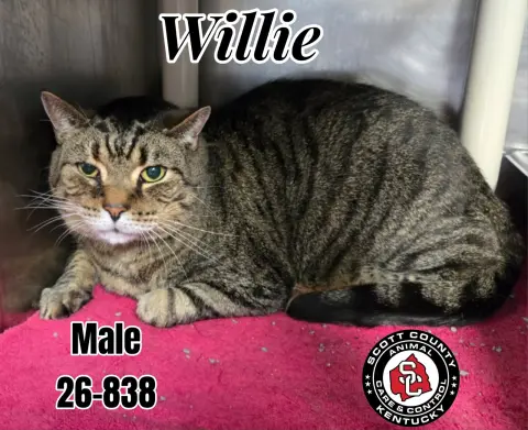 Willie