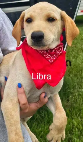 Libra