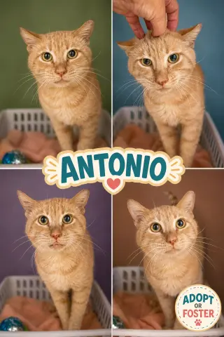 Antonio