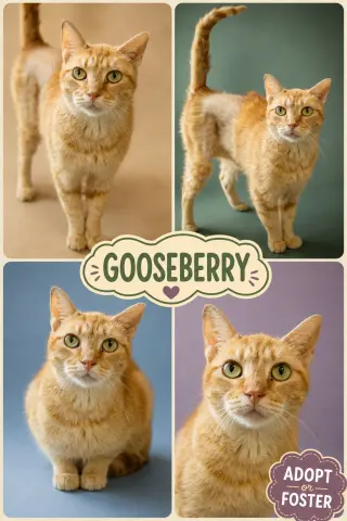 Gooseberry