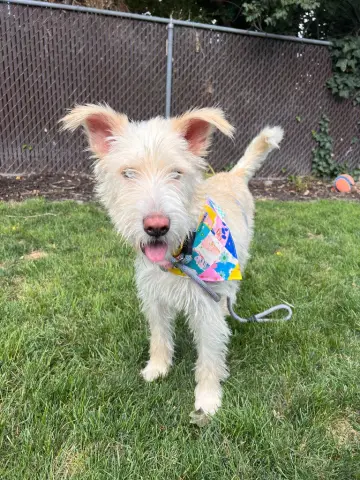 Pippa