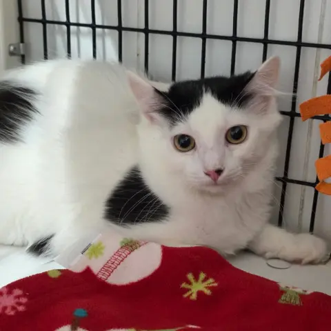 Allegra
