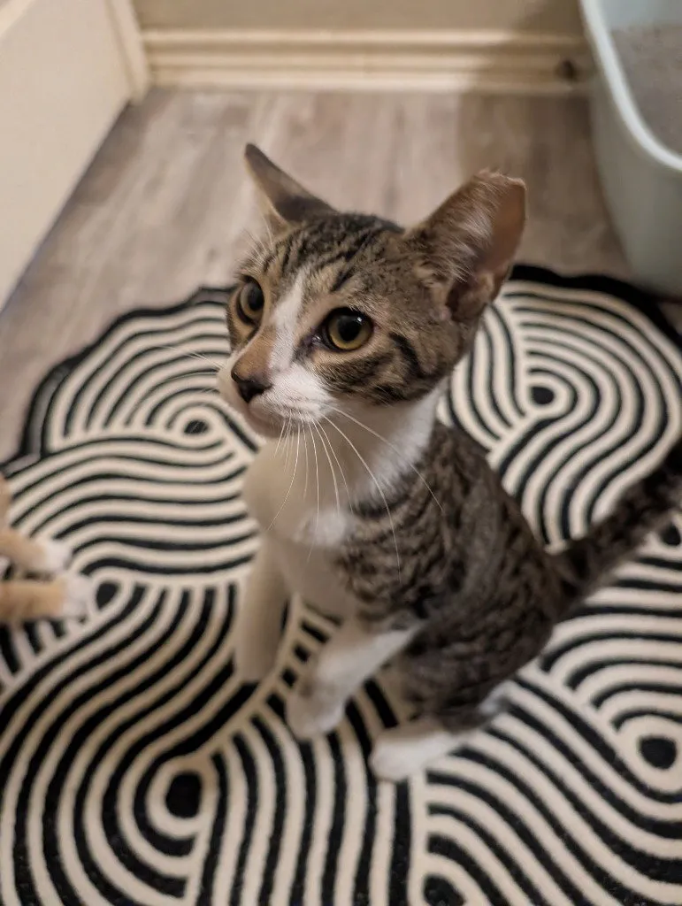 Damian - Photo 1