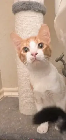 Norman
