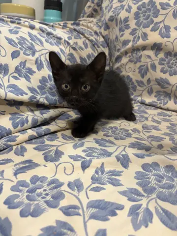 Merlin
