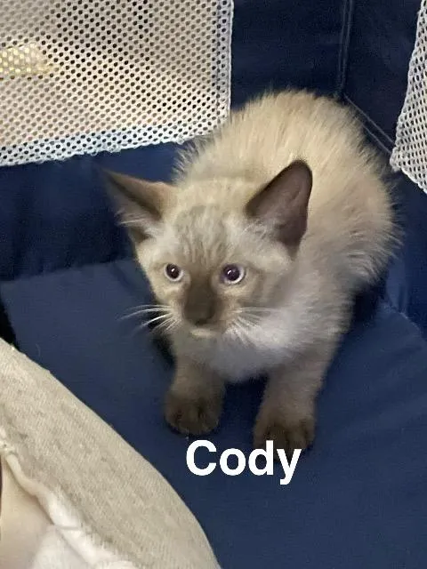 Cody - Photo 1