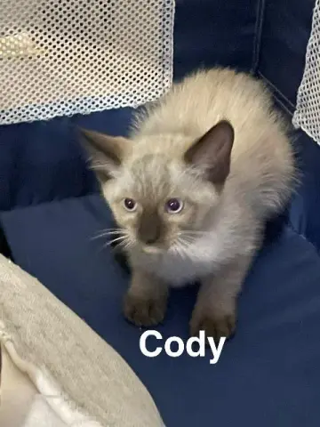 Cody
