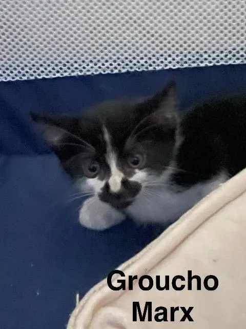 Groucho Marx - Photo 1