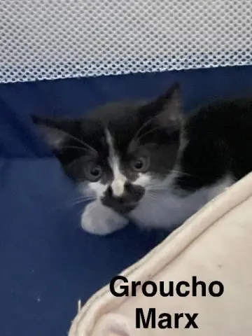 Groucho Marx
