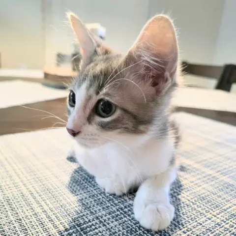 Rosie