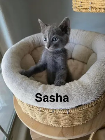 Sasha