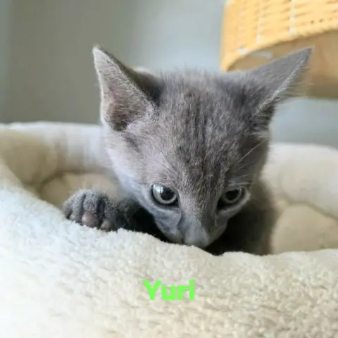 Yuri