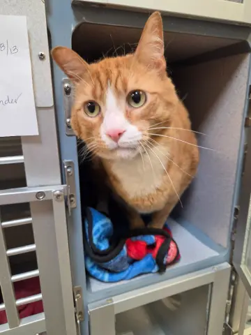 Cheddar