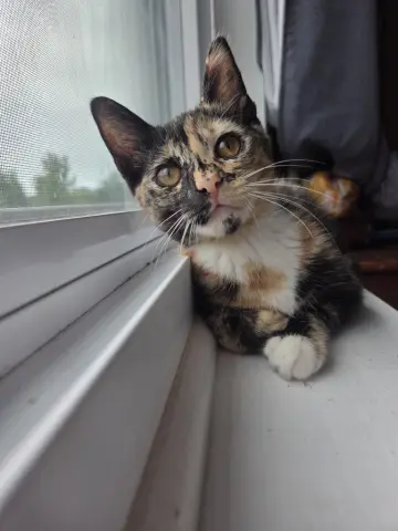 Tacoma