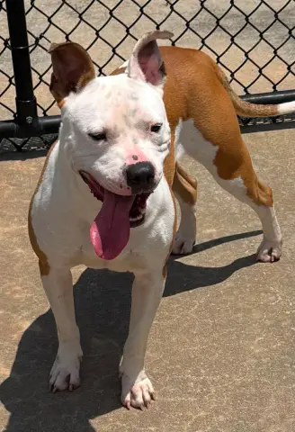 Kiya