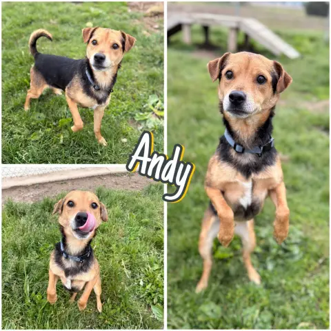 Andy