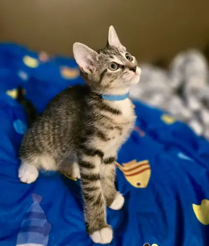 Link