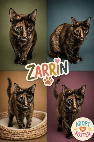 Zarrin