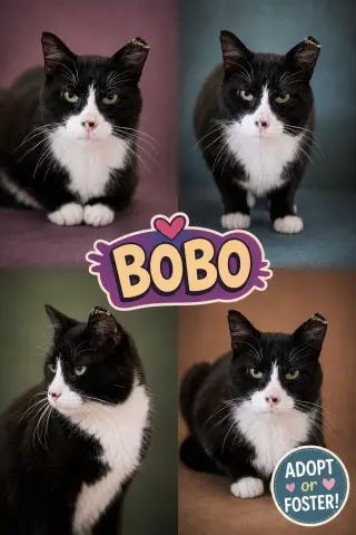 Bobo