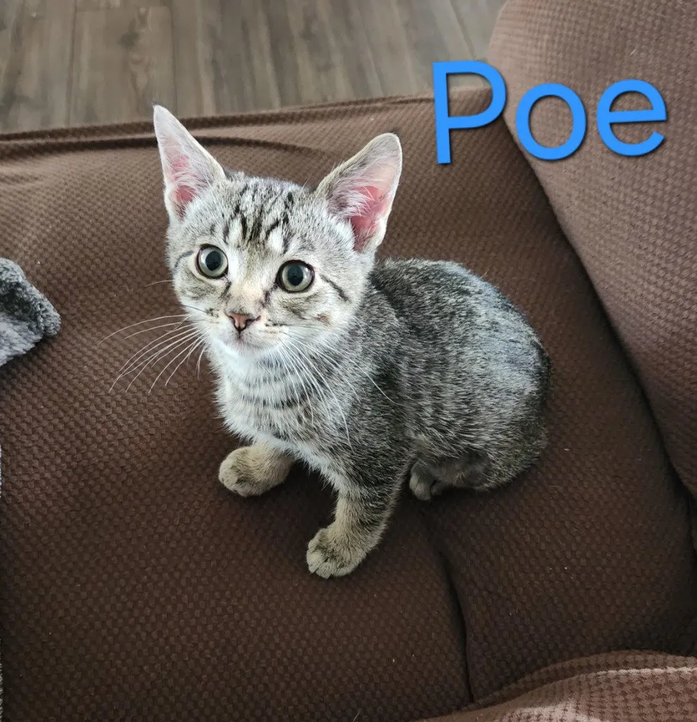 Poe - Photo 1