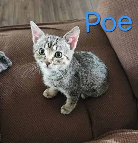 Poe