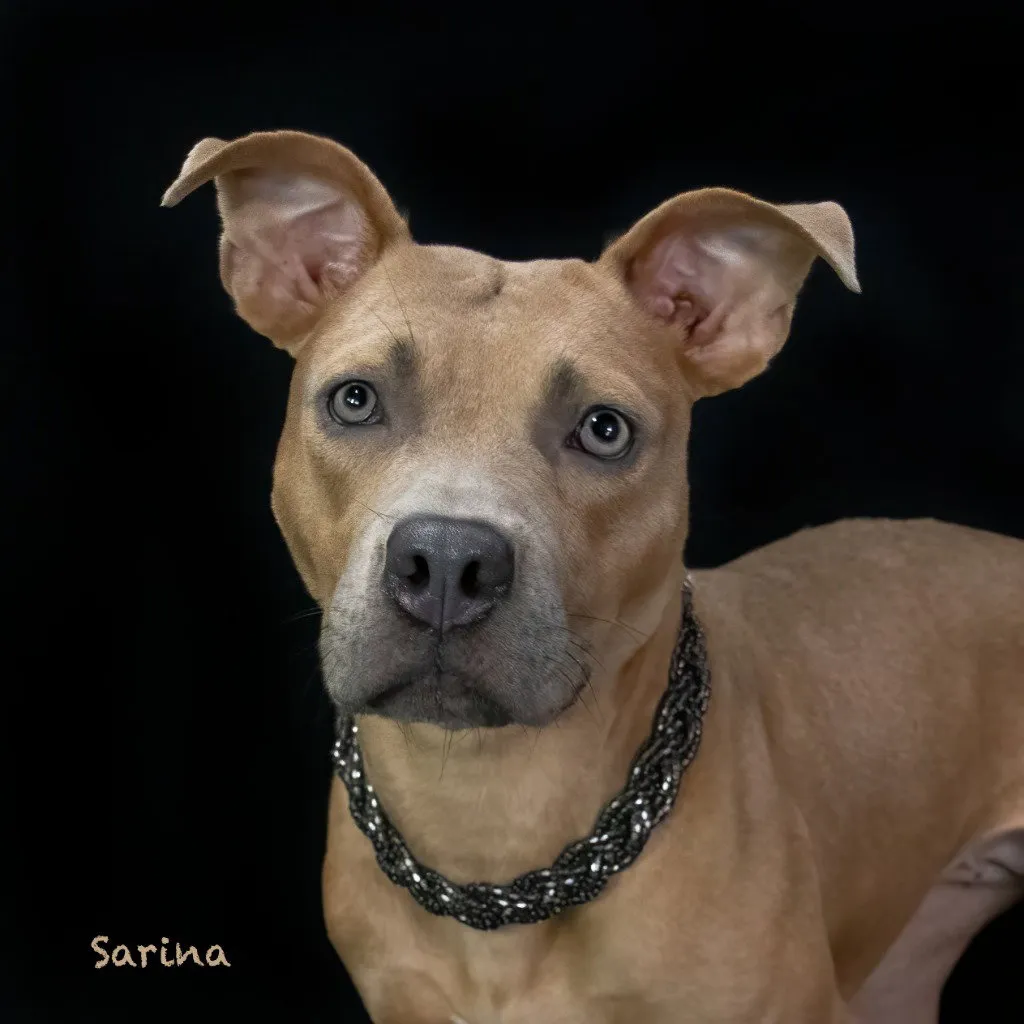 Sarina - Photo 1