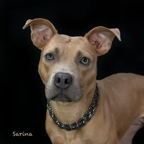 Sarina