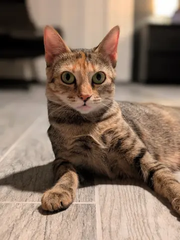 Princess