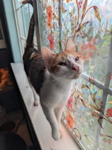 Purrsnickitty