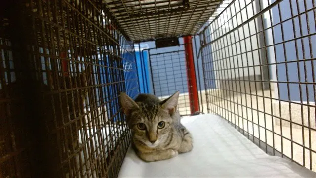 Sussy - Photo 1