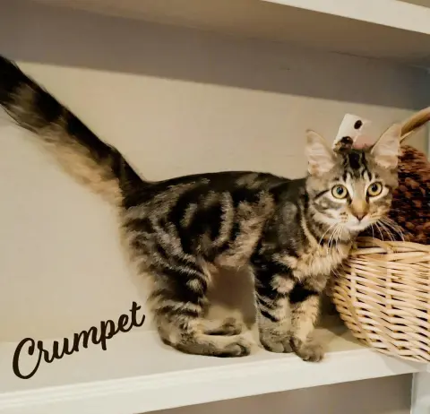 Crumpet