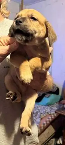 Rocky