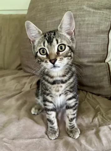 Cal