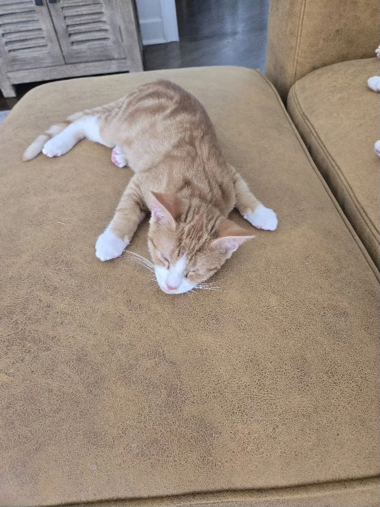 Otis - Photo 1