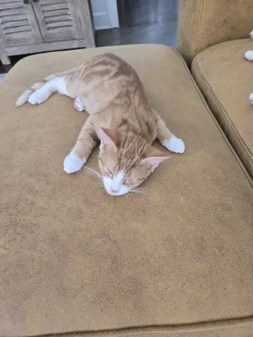 Otis