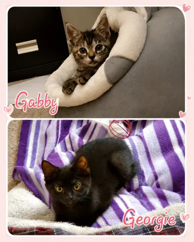 Gabby